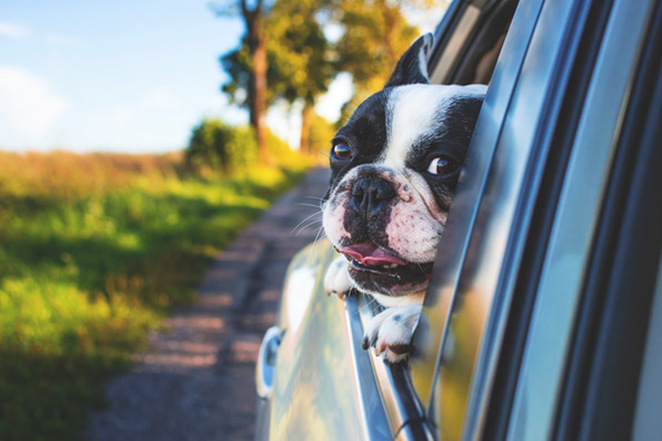 Photo of dog with head out the car window