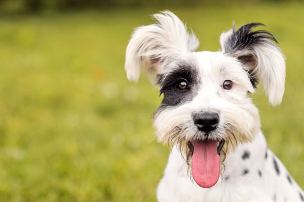 Photo of a happy dog